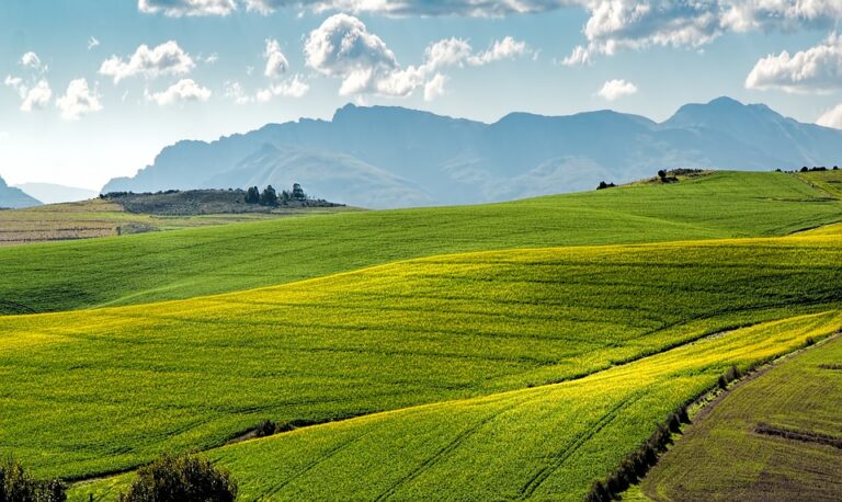 canola-fields-1911392_960_720.jpg