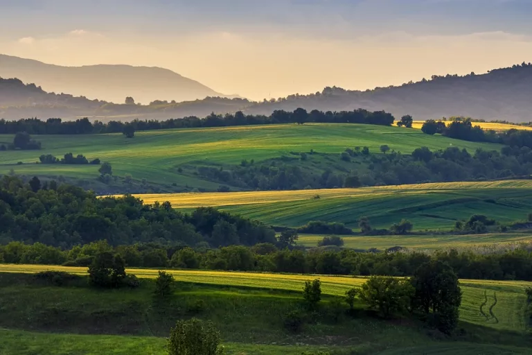 wheat-fields-4439896_960_720.jpg