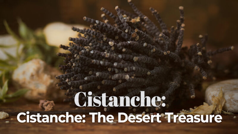 Why Men Over 30 Are Turning to Cistanche for Hormones and Vitality